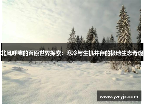 北风呼啸的苔原世界探索：寒冷与生机并存的极地生态奇观